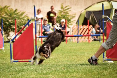 Çeviklik yarışında Siyah ve Beyaz Sınır Çoban Köpeği Çekiç çeviklik yarışında inanılmaz bir gün. Ortanca uzmanlar. Anlamı A2..