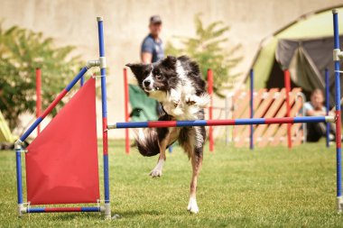 Köpek çoban köpeği engelleri aşıyor. Czech çeviklik yarışmasında harika bir gün..