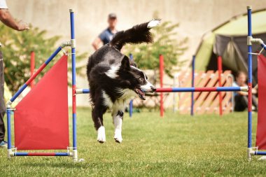 Köpek çoban köpeği engelleri aşıyor. Czech çeviklik yarışmasında harika bir gün..