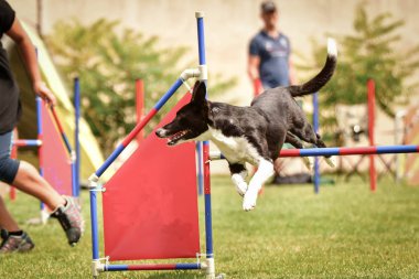 Köpek çoban köpeği engelleri aşıyor. Czech çeviklik yarışmasında harika bir gün..