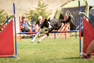 Köpek çoban köpeği engelleri aşıyor. Czech çeviklik yarışmasında harika bir gün..