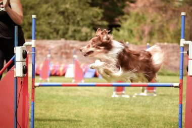 Köpek çoban köpeği engelleri aşıyor. Czech çeviklik yarışmasında harika bir gün..