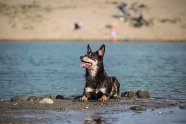 Adadaki köpek kahverengi kelpie. Prag 'da muhteşem bir sonbahar fotoğraf atölyesinde köpek..
