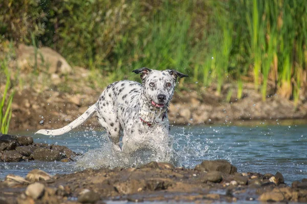 Perro Blanco Negro Corre Agua Quiere Una Bola Agua Sesión — Foto de Stock