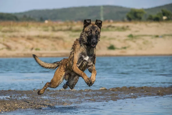 Malinois Belge Saute Dans Eau Chien Dans Incroyable Atelier Photo — Photo