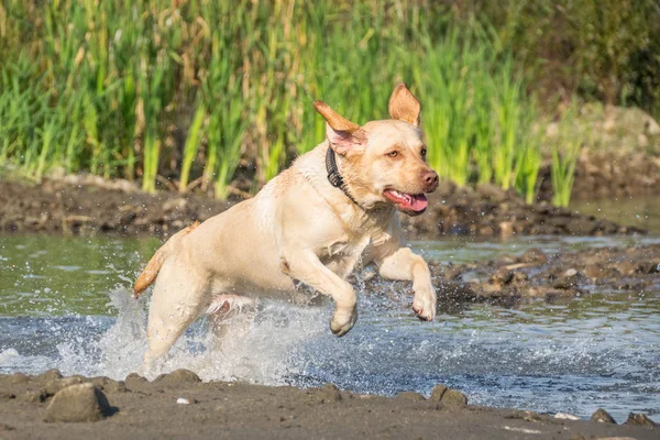Labrador Skacze Wody Chce Piłkę Pies Niesamowitych Jesiennych Warsztatach Fotograficznych — Zdjęcie stockowe