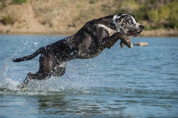 Catahoula Leopard Dog is jumping into the water. Dog in amazing autumn photo workshop in Prague.
