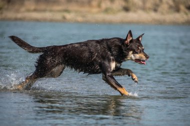 Kahverengi kelpie suda koşuyor. Suda top istiyor. Prag 'da sonbahar fotoğraf çekimi.