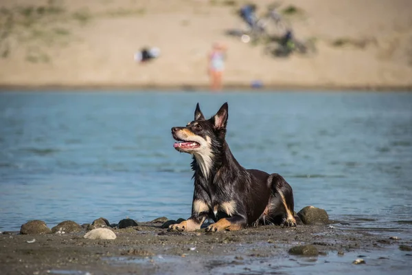 Portrait Été Kelpie Brune Dans Île Dans Eau Elle Est — Photo