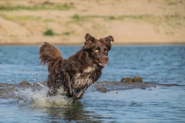 Mutlu Kahverengi Sınır Çobanı suda oynuyor. Prag 'da muhteşem bir sonbahar fotoğraf atölyesinde köpek..
