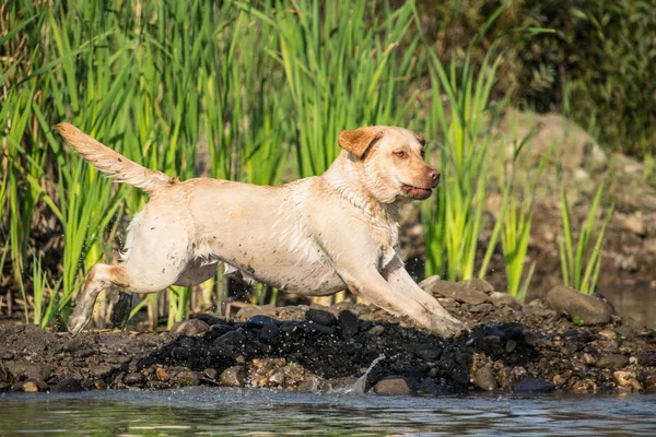 Labrador Beleugrik Vízbe Kutya Csodálatos Őszi Fotó Workshop Prágában — Stock Fotó
