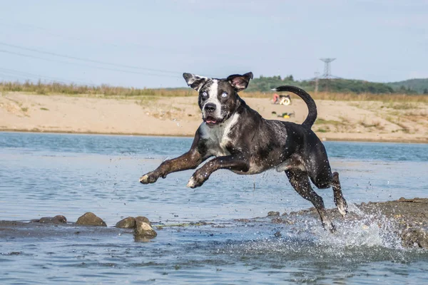 Catahoula Leopar Köpeği suya atlıyor. Prag 'da muhteşem bir sonbahar fotoğraf atölyesinde köpek..