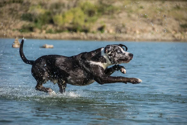 Catahoula Leopard Dog Está Corriendo Agua Quiere Una Bola Agua — Foto de Stock