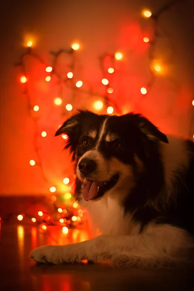 Perro Foto Navidad Con Luces Rojas Doradas Tan Feliz — Foto de Stock