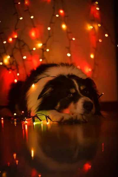 Julporträtt Gränscollie Med Rött Ljus Han Söt — Stockfoto