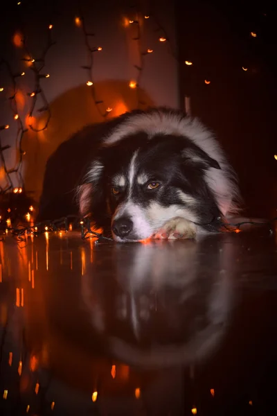 Beste Trilor Border Collie Foto Met Kerst Sfeer Hij Het — Stockfoto