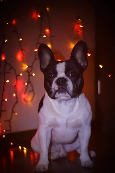 Portrait of puppy french bulldog with christmas lights.  He is so bored and tired.