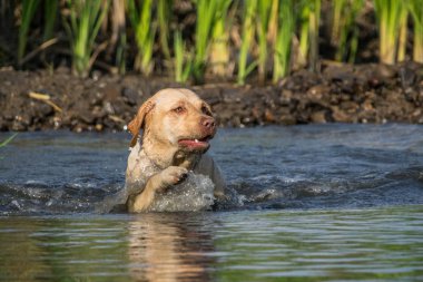 Labrador suya atlıyor. Prag 'da muhteşem bir sonbahar fotoğraf atölyesinde köpek..