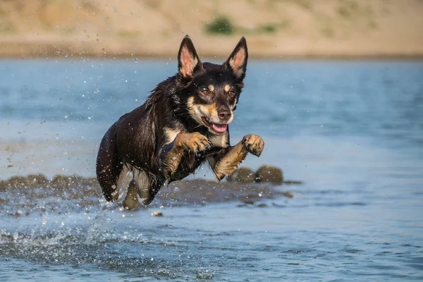 Divertido Retrato Kelpie Marrón Que Está Saltando Agua Perro Increíble — Foto de Stock