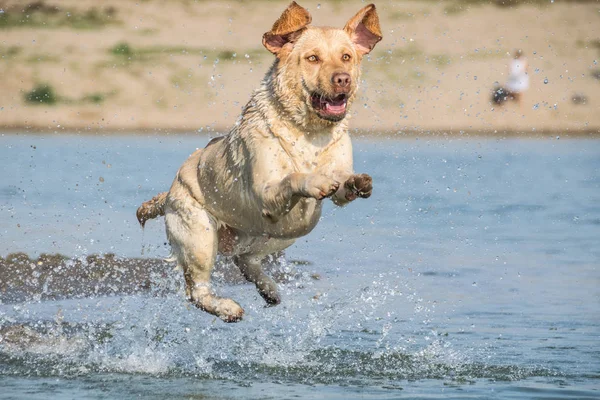 Lustiges Porträt Eines Labradors Der Ins Wasser Springt Hund Fantastischen — Stockfoto