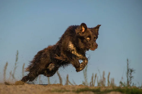 Glücklich Brauner Border Collie Läuft Der Wüste Sand Erstaunlicher Ort — Stockfoto