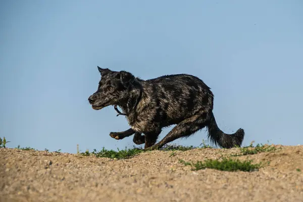 Foto Otoño Perro Negro Corriendo Arena Taller Fotografía Otoño Praga — Foto de Stock