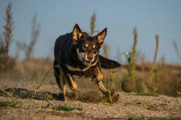 Loco Feliz Kelpie Posición Extrema Captura Pelota Arena — Foto de Stock