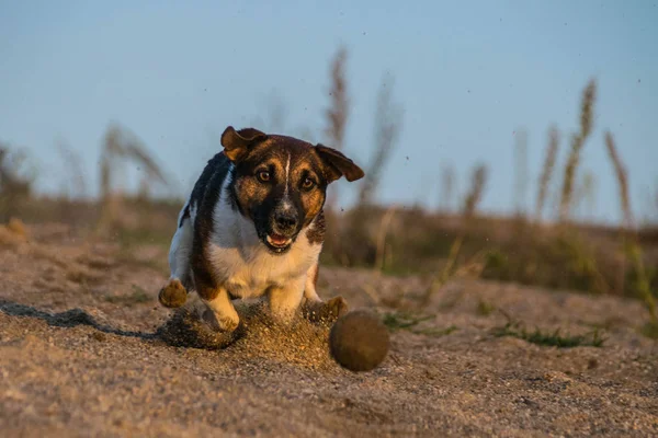 Szalenie Szczęśliwy Jack Russell Terier Łapie Piłkę Piasek Jesienne Zdjęcia — Zdjęcie stockowe