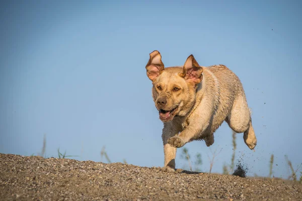 Foto Labrador Que Corre Desierto Increíble Taller Fotografía Otoño — Foto de Stock