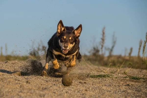 Szalenie Szczęśliwa Kelpie Łapie Piłkę Piasku Jesienne Zdjęcia Pradze — Zdjęcie stockowe