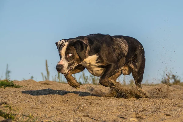 Crazy Happy Catahoula Leopard Dog Vangt Bal Het Zand Herfst — Stockfoto