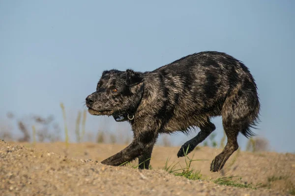 Foto Perro Negro Que Corre Desierto Arena Increíble Taller Fotografía — Foto de Stock