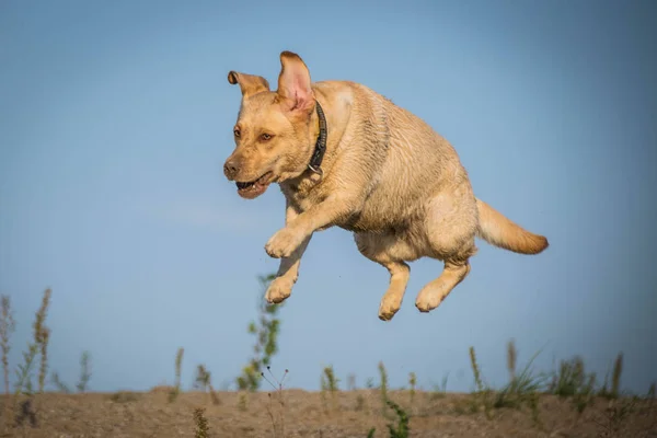 Divertido Retrato Perro Labrador Que Está Saltando Sobre Agujero Perro — Foto de Stock
