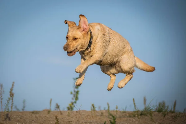 Deliğin üzerinden atlayan Labrador Köpeğinin komik portresi. Prag 'da muhteşem bir sonbahar fotoğraf atölyesinde köpek..