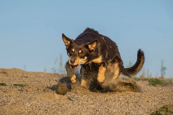 Verrückt Glücklich Kelpie Extremer Position Fängt Ball Sand — Stockfoto