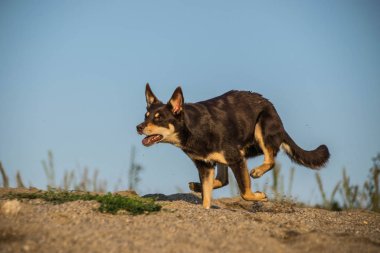 Çölde koşan kahverengi kelpie 'nin fotoğrafı. İnanılmaz sonbahar fotoğraf atölyesi.