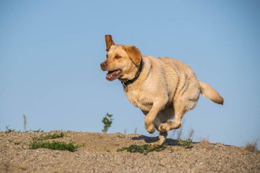 Çölde koşan Labrador 'un fotoğrafı. İnanılmaz sonbahar fotoğraf atölyesi.