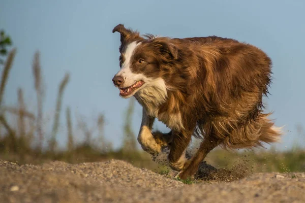 Foto Border Collie Que Corre Desierto Increíble Taller Fotografía Otoño — Foto de Stock