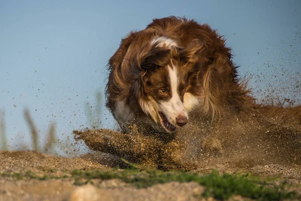 Loco Feliz Marrón Blanco Borde Collie Posición Extrema Captura Pelota — Foto de Stock