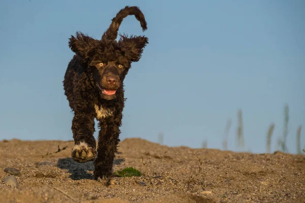 Foto Van Puppy Water Portugal Hond Die Loopt Woestijn Verbazingwekkende — Stockfoto