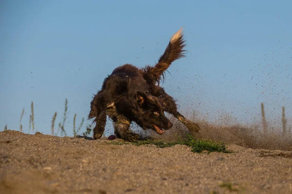 Crazy Happy Brown Border Collie Extreme Position Catching Ball Sand — Stock Photo, Image