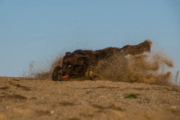 Crazy Happy Brown Border Collie Catching Ball Sand Autumn Photoshooting — Stock Photo, Image