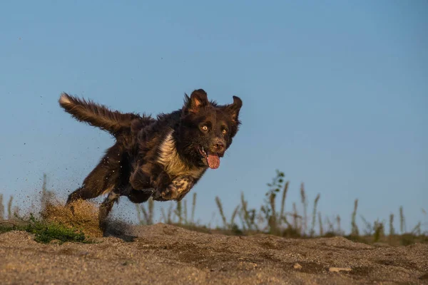 Brown Border Collie Está Corriendo Por Pelota Quiere Una Pelota — Foto de Stock