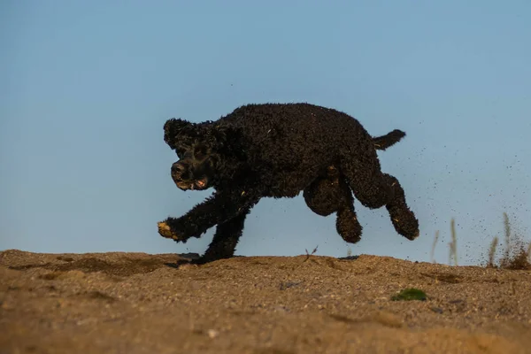 Gek Blij Water Portugal Hond Extreme Positie Hij Vangt Bal — Stockfoto