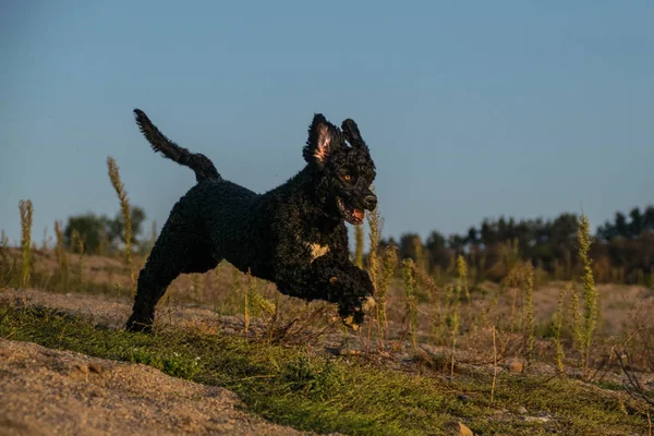 Gek Blij Water Portugal Hond Vangt Bal Zand Herfst Fotoshooting — Stockfoto