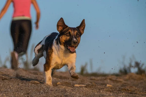 Foto Otoño Correr Jack Russel Terier Arena Taller Fotografía Otoño — Foto de Stock