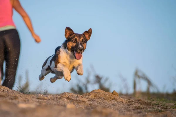 Szalenie Szczęśliwy Jack Russell Terier Łapie Piłkę Piasek Jesienne Zdjęcia — Zdjęcie stockowe