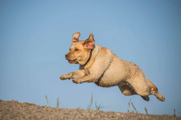 Foto Labrador Que Corre Deserto Oficina Fotos Incrível Outono — Fotografia de Stock