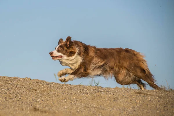 Zdjęcie Granicznego Collie Który Biegnie Pustyni Niesamowite Jesienne Warsztaty Fotograficzne — Zdjęcie stockowe