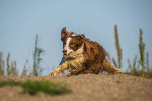 Bruine Witte Rand Collie Loopt Voor Bal Sturen Herfst Fotoshooting — Stockfoto